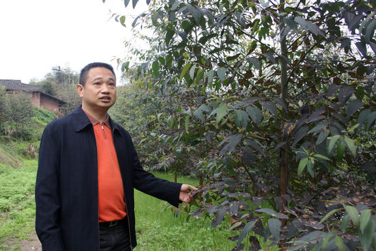 龙车镇：速生巨桉受欢迎(图2)