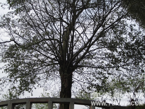 高县红岩山全力打造国家4A级风景区(图2) 高县红岩山全力打造国家4A级风景区(图2)