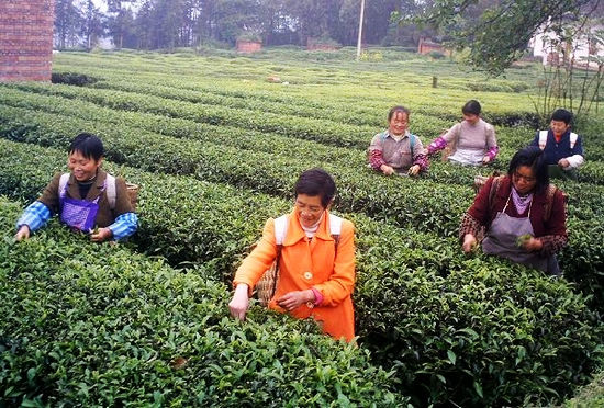 红岩村：助农服务队田间播种水稻热情高(图2)