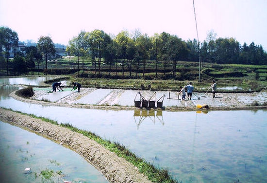 红岩村：助农服务队田间播种水稻热情高(图1)