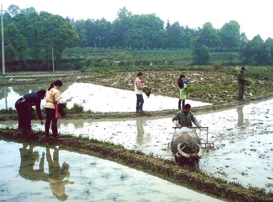 红岩村：助农服务队田间播种水稻热情高(图3)