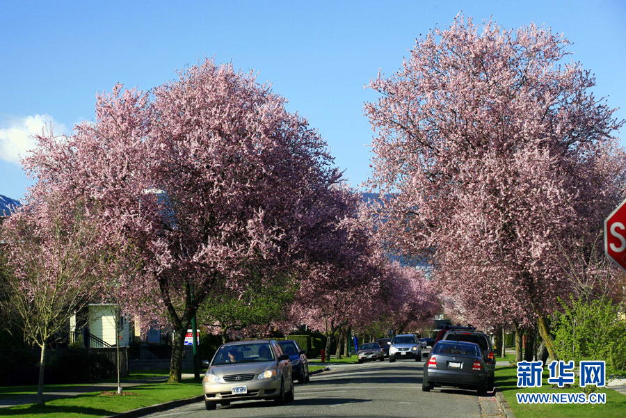 全球"樱花节"大赏(图5)