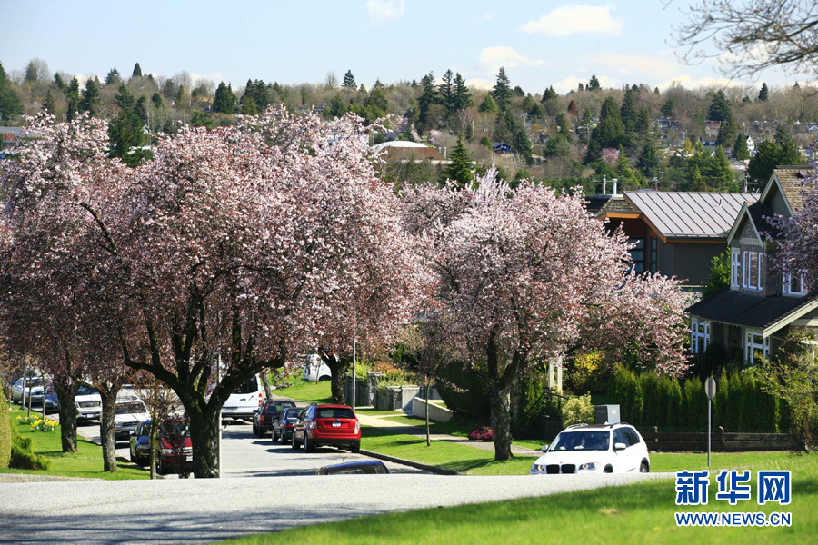全球"樱花节"大赏(图4)