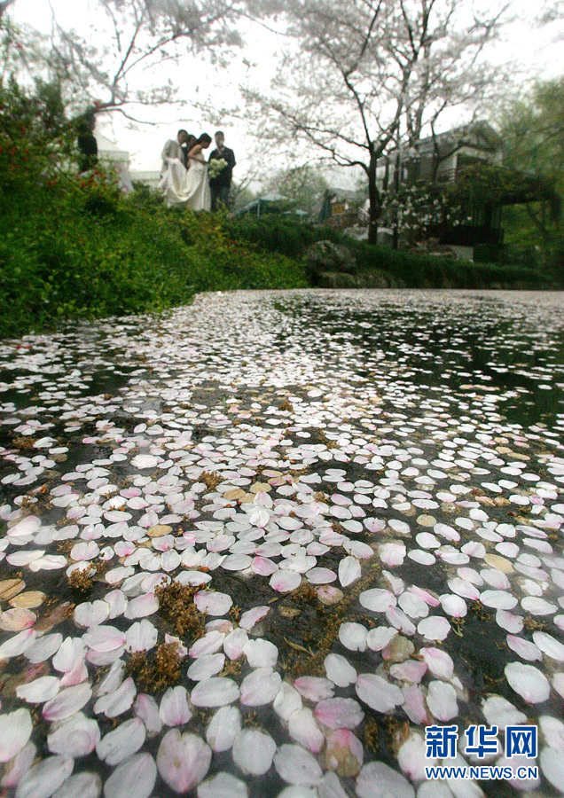全球"樱花节"大赏(图9)