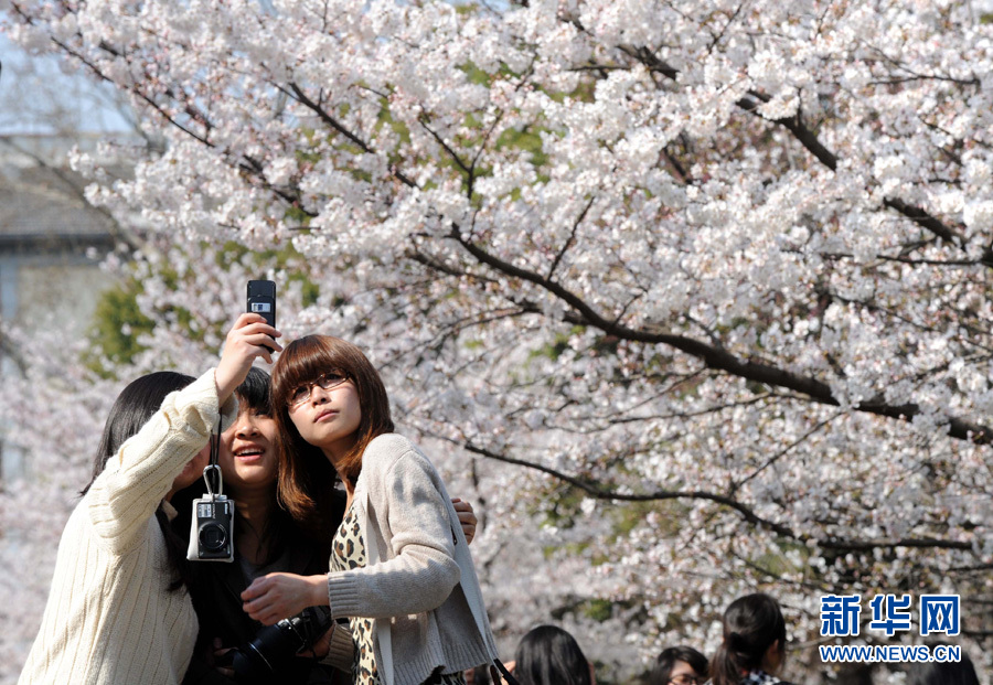 全球"樱花节"大赏(图13)