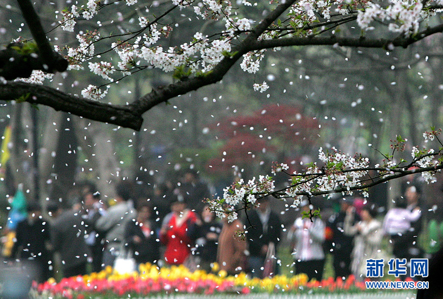 全球"樱花节"大赏(图11)