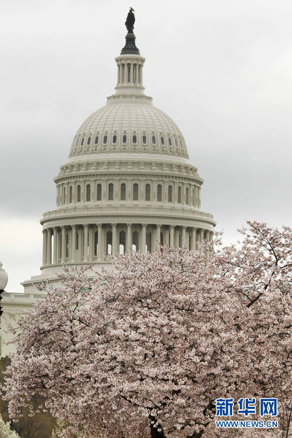 全球"樱花节"大赏(图16)