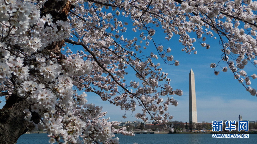 全球"樱花节"大赏(图18)
