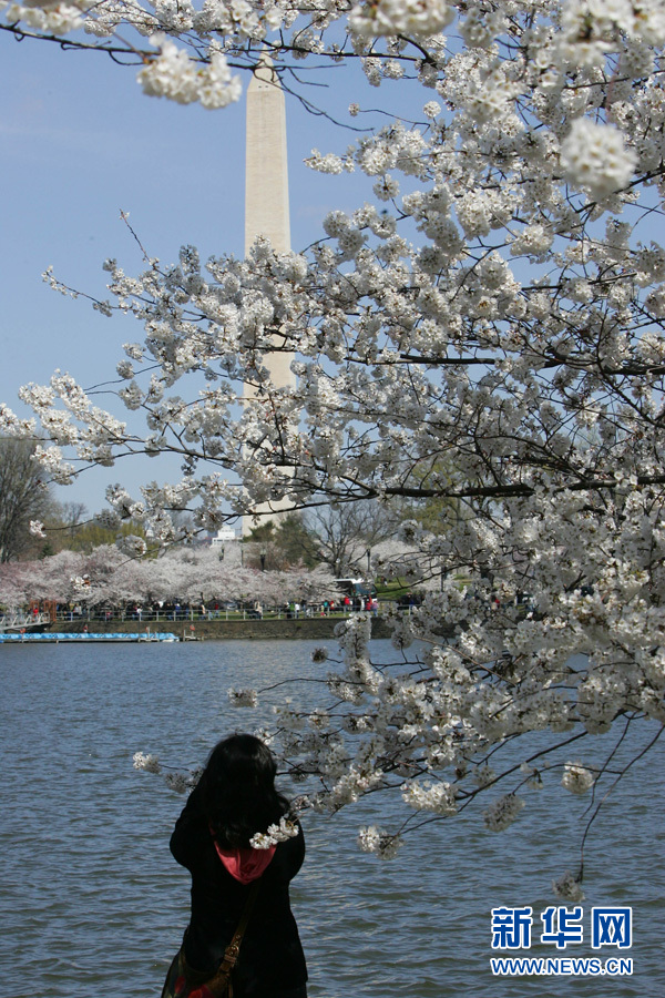 全球"樱花节"大赏(图15)