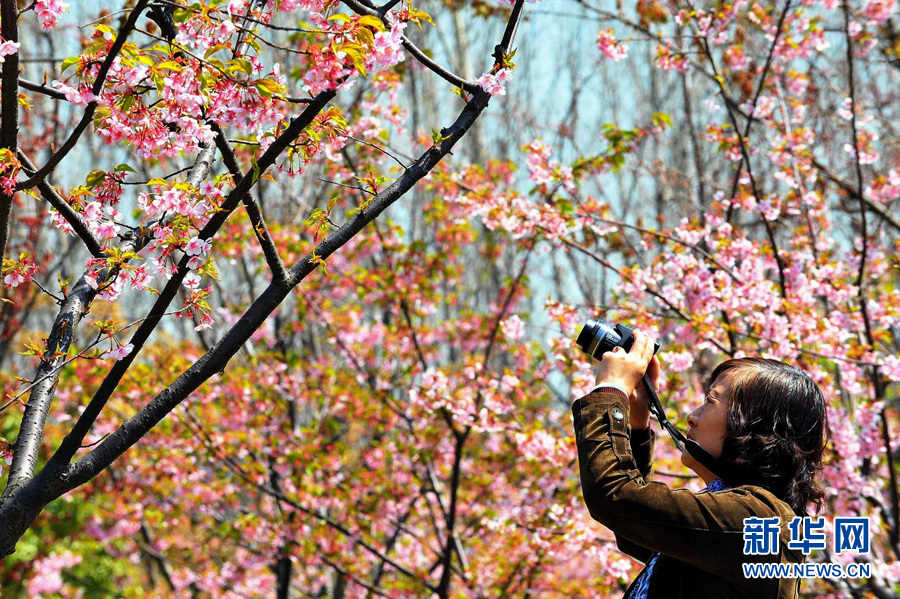 全球"樱花节"大赏(图22)