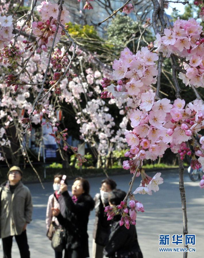 全球"樱花节"大赏(图21)