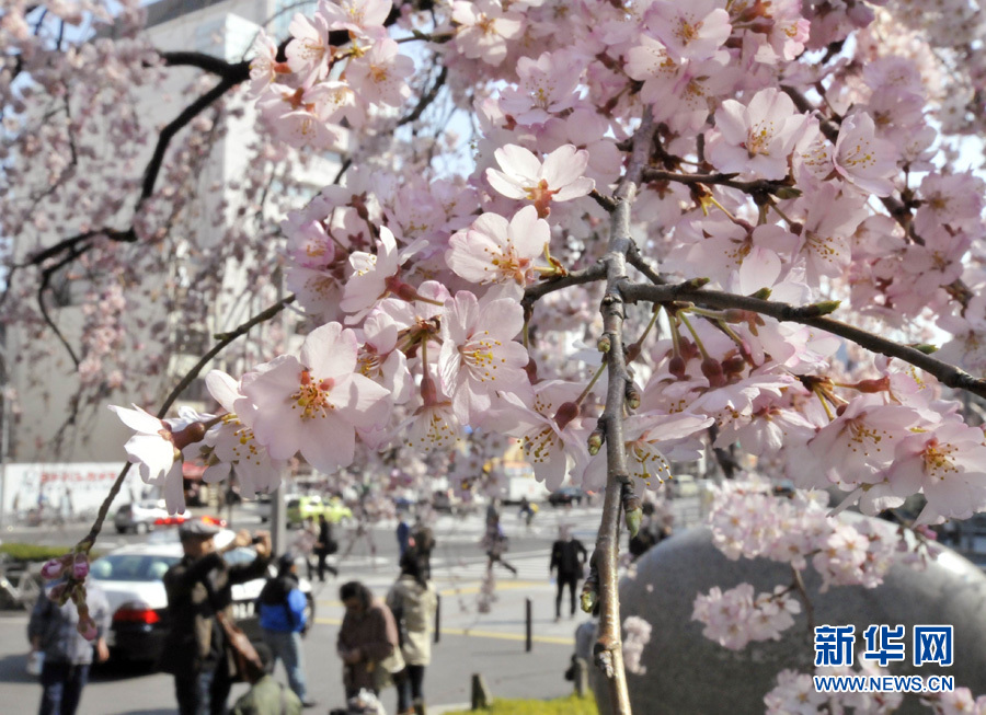 全球"樱花节"大赏(图20)