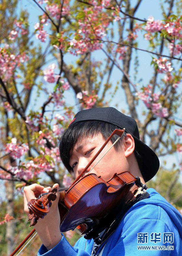 全球"樱花节"大赏(图25)
