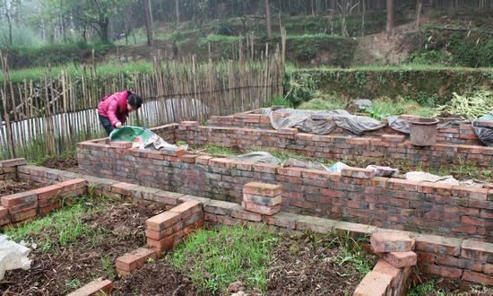 打古镇：“林下鸡”成为“金饽饽”(图2)