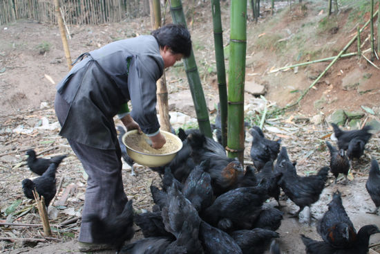 打古镇：“林下鸡”成为“金饽饽”(图1)