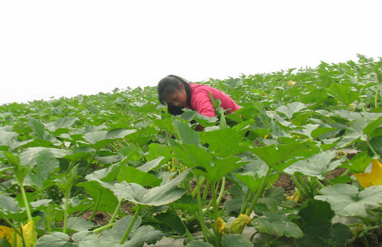 大渡口镇；菜农春菜管理忙(图1)