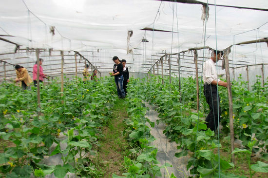 大渡口镇；菜农春菜管理忙(图2)