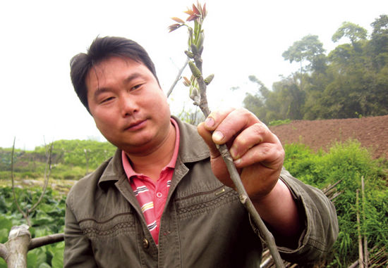 方山:打造泸州最大核桃基地(图1) 方山:打造泸州最大核桃基地(图1)