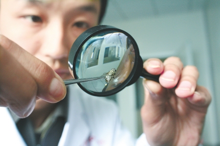 他们专逮苍蝇蚊子 监测城市病媒生物(图1) 他们专逮苍蝇蚊子 监测城市病媒生物(图1)