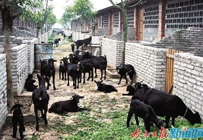 新型城镇化：内江市近半乡镇已与城市“接轨”(图7)