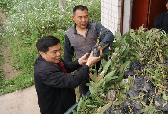 大石乡：政府出资引进优质竹种带民富(图1)