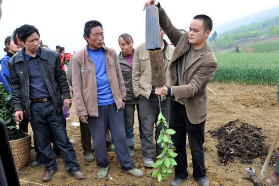 水潦乡：25万株甜橙圆了彝民致富梦(图1)