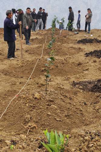 水潦乡：25万株甜橙圆了彝民致富梦(图4)