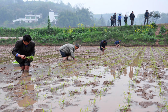棉花坡镇：农技人员助耕忙