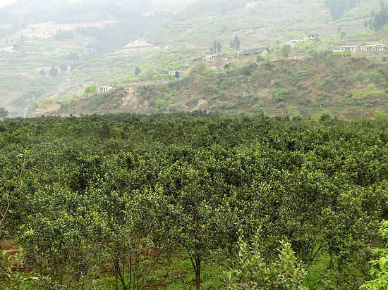 叙永赤水河甜橙达到省级农业标准化示范水平