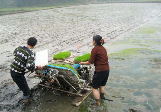 方洞镇：机械插秧“插”出高产好路子