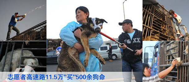 数百志愿者高速路11.5万"买"500余狗命