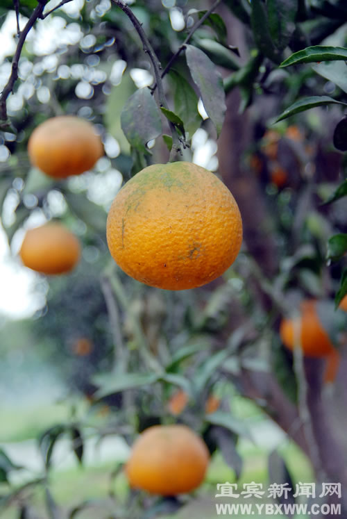 橙花节前奏：橙花飘香醉游人(图3)