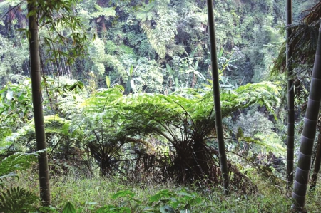 长宁：500米峡谷惊现绝世桫椤(图1)