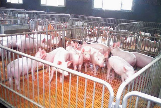 太伏镇：规模化养猪收益好(图1)