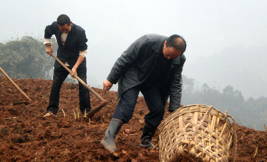 打古镇:栽种新品种 竹子鼓腰包(图1) 打古镇:栽种新品种 竹子鼓腰包(图1)