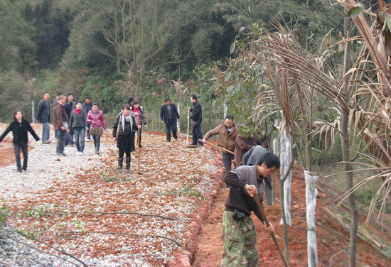 大渡口镇：为大地添新绿(图2)