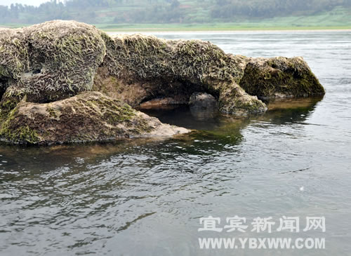 宜宾：岷江边现怪石群&nbsp;蜥蜴蟾蜍栩栩如生(图1)
