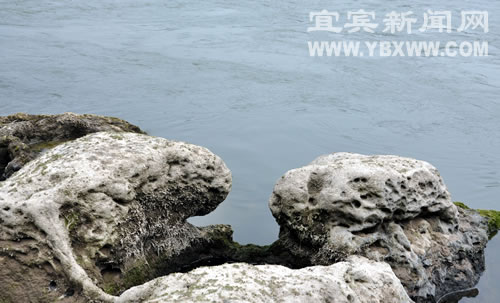 宜宾：岷江边现怪石群&nbsp;蜥蜴蟾蜍栩栩如生(图3)