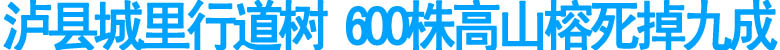 泸县城里行道树&nbsp;600株高山榕死掉九成(图1)