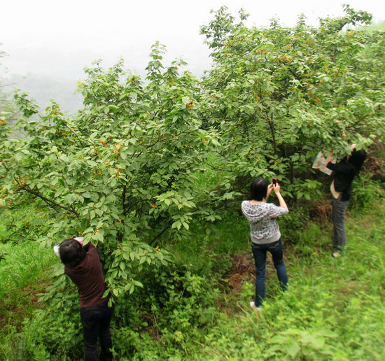 泸州:望龙山樱桃熟了 每斤价格超过12元(图2) 泸州:望龙山樱桃熟了 每斤价格超过12元(图2)