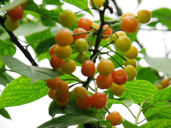 泸州:望龙山樱桃熟了 每斤价格超过12元(图1) 泸州:望龙山樱桃熟了 每斤价格超过12元(图1)