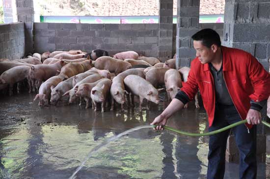 叙永：放养土猪成新宠&nbsp;开业即签单70万(图2)