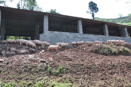 叙永：放养土猪成新宠&nbsp;开业即签单70万(图4)