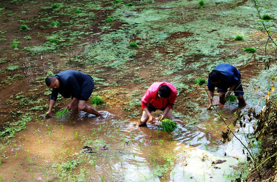 大石乡：天气晴朗抢插秧