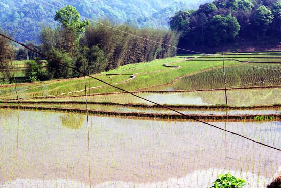 大石乡:天气晴朗抢插秧(图1) 大石乡:天气晴朗抢插秧(图1)
