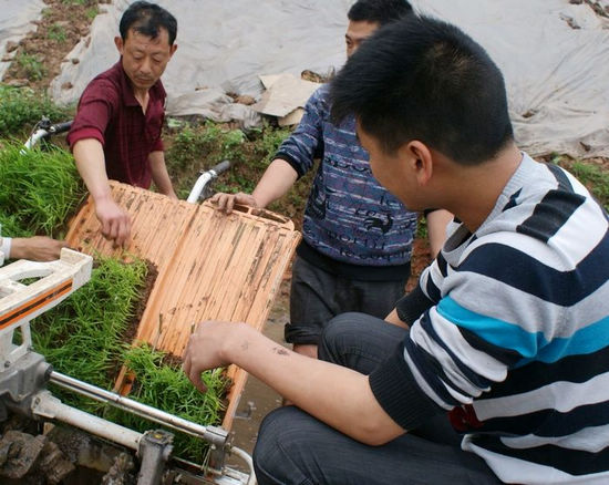 纳溪区:现场会推广水稻农机栽插(图1) 纳溪区:现场会推广水稻农机栽插(图1)