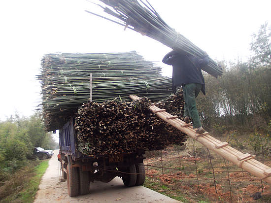 天仙镇：强化竹片收购管理
