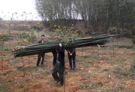 天仙镇:强化竹片收购管理(图1) 天仙镇:强化竹片收购管理(图1)