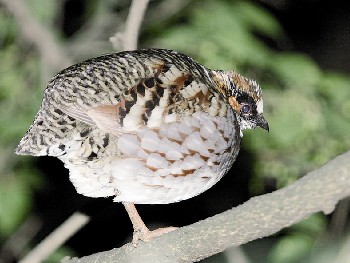 宜宾老君山自然保护区晋升“国家级”(图2)