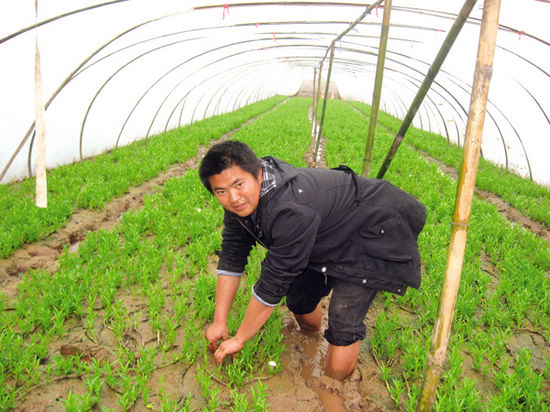 分水岭乡：恶劣天气后&nbsp;藤菜卖肉价